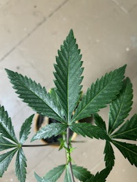 a potted marijuana plant on a wooden floor